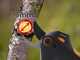 Fiskars ePruner M Bypass - Forbice da potatura con batteria integrata - 8V 4Ah