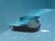 Aiper Scuba SE - Robot pulitore a batteria
