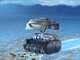 Wybot C2 - Robot pulisci piscina a batteria - Gestione Tramite App