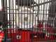 Fini MK 102 N 50 2M - Compressore aria elettrico monofase a cinghia - Motore 2 HP - 50 lt